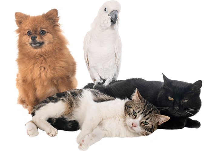 Smart Web Creative - Animal Care Logo Design Services