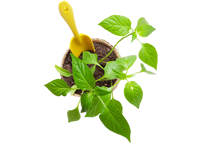 Smart Web Creative - Landscape Web Hosting Services